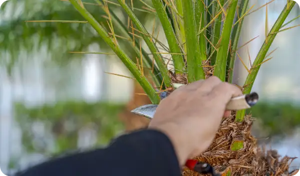 Tree Care